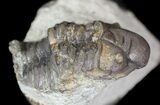 Bargain, Cheirurid Trilobite - Malvern, England #62883-2
